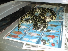 03 male kankakee